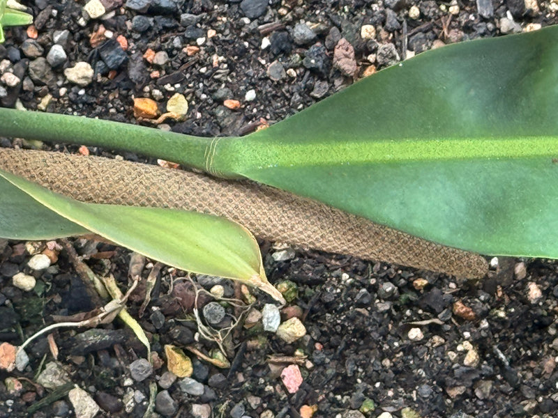Kubanische Anthurie — foto 1 van 2