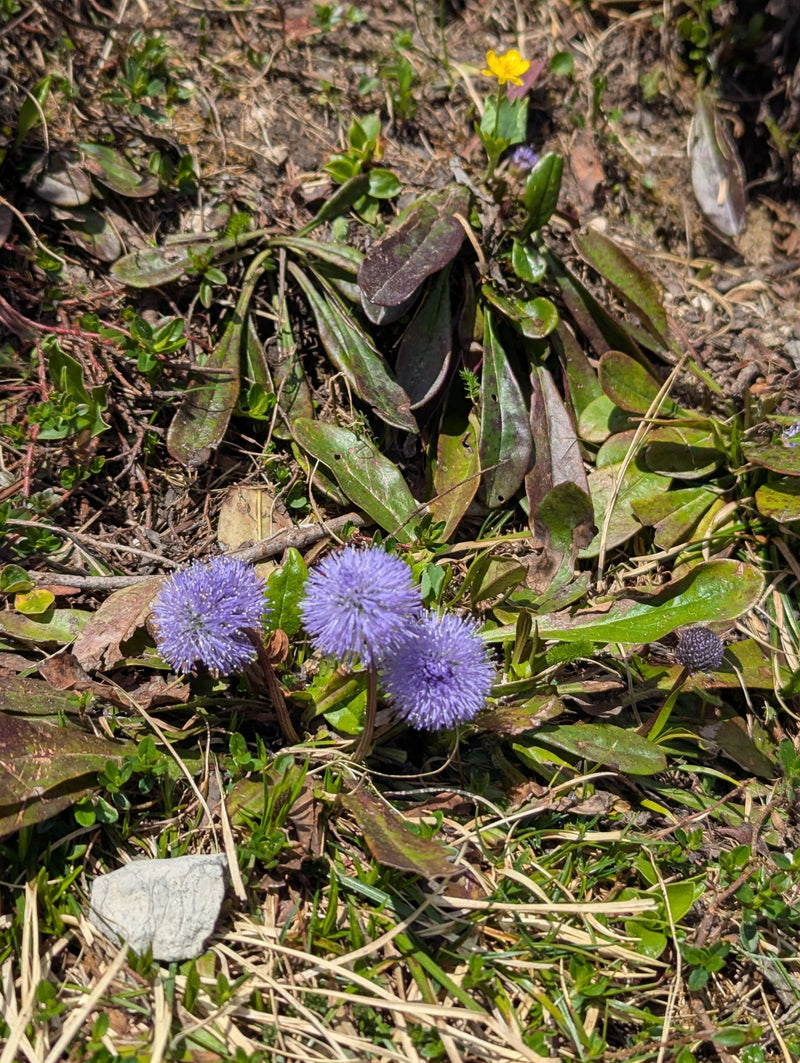Kugelige Teufelskralle — Bild 1