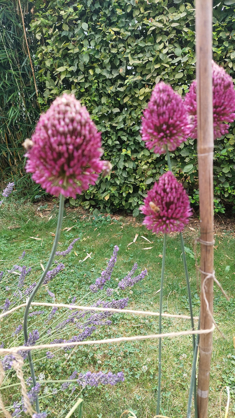 De afbeelding zeigt verschillende paarse bloemhoofdjes van de kogelprei voor een groene heg. De planten groeien in een tuin met gazon.
