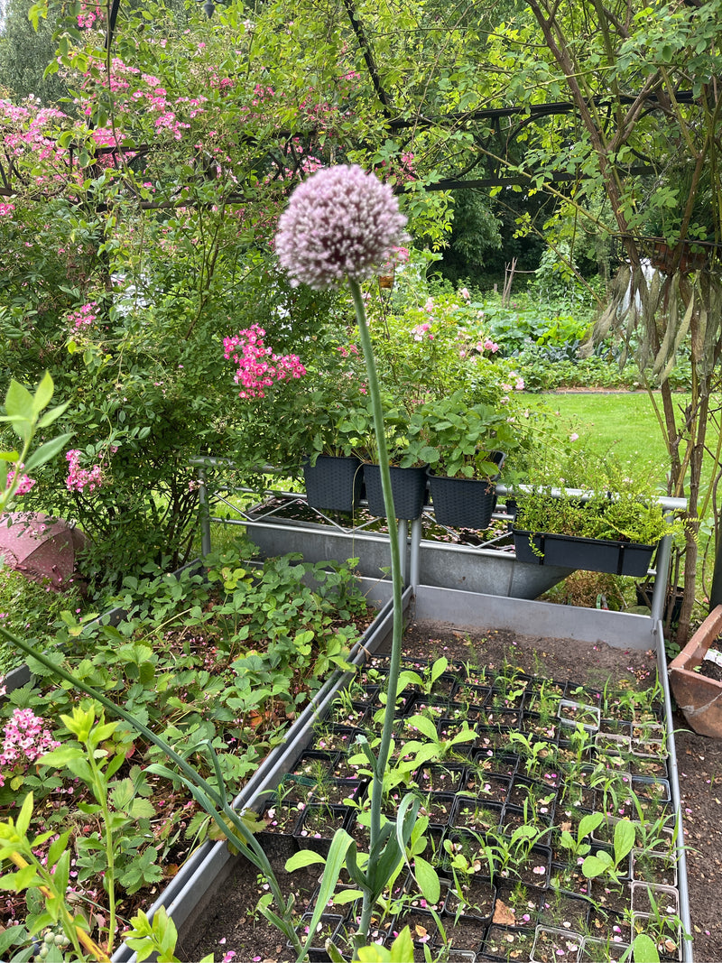De oprechte stengel van de kogelprei is te zien met zijn kenmerkende paarse, bolvormige bloeiwijze. De plant staat in een tuin voor bloembedden en ander groen.