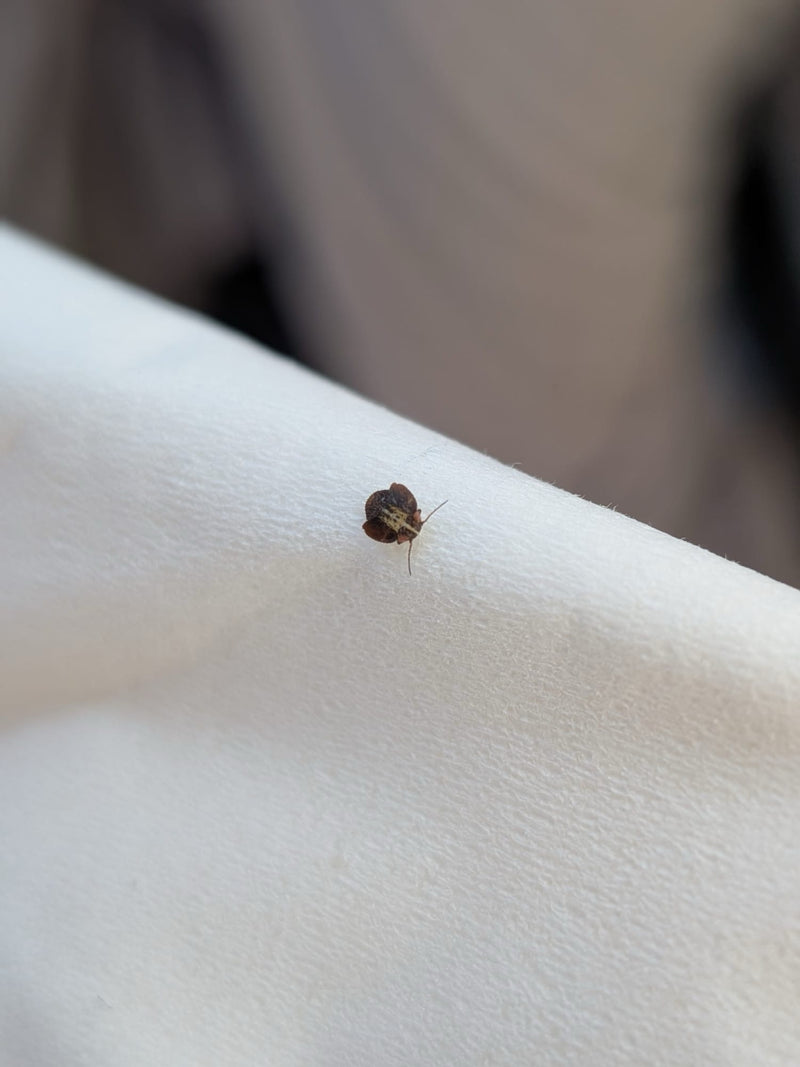Kogel bug — Bild 2