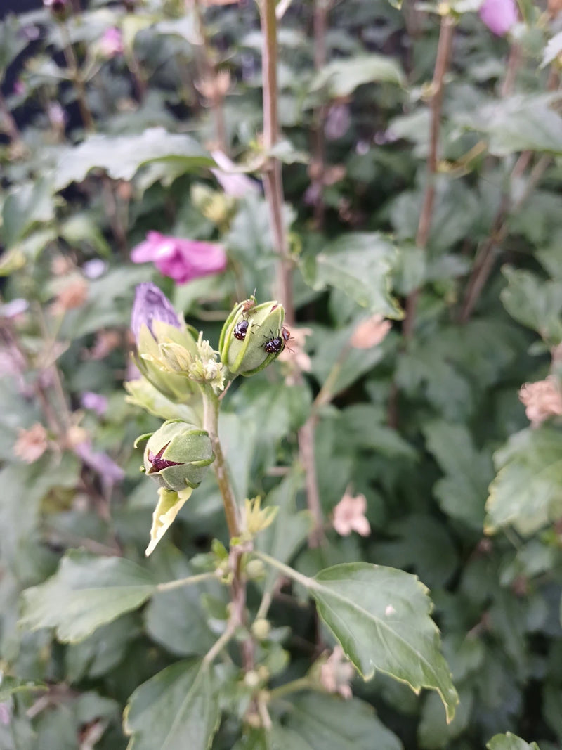 De afbeelding toont several bolvormige wantsen zittend op een groen plantenknopje. De achtergrond toont vervaagd bladerdak.
