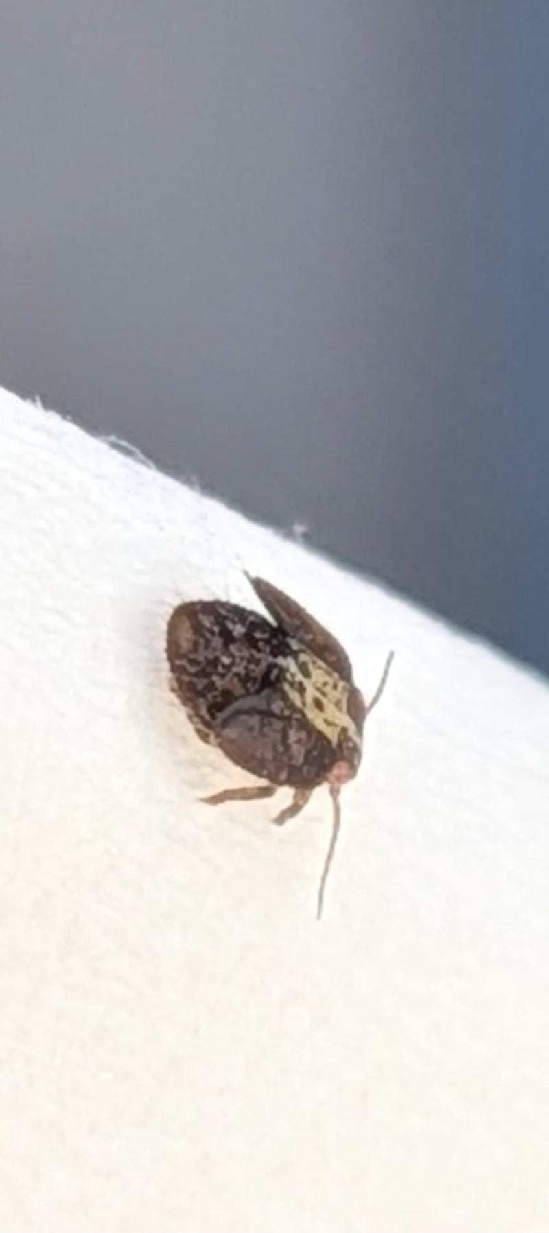 Kogel bug — Bild 1