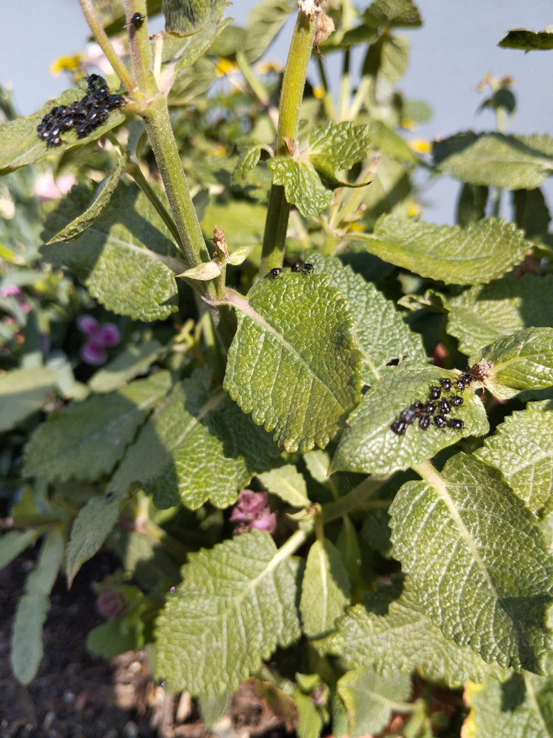Talrijke kleine kogelwantsen zitten op de groene bladeren van een plant. Sommige insecten groeperen zich dicht bij elkaar.