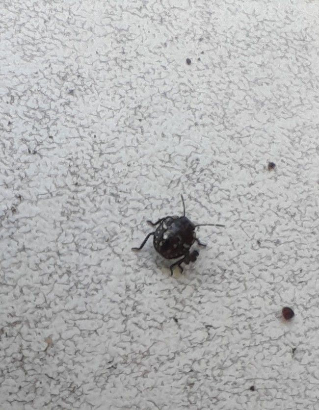 Een kogelwants zit op een lichte, gestructureerde ondergrond. Het insect is goed zichtbaar.