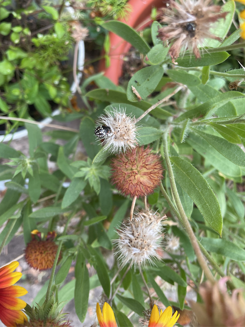 De afbeelding toont een kogelwants op een uitgebloeide plant. Het insect is duidelijk zichtbaar op een lichte bloeiwijze omringd door groene bladeren.