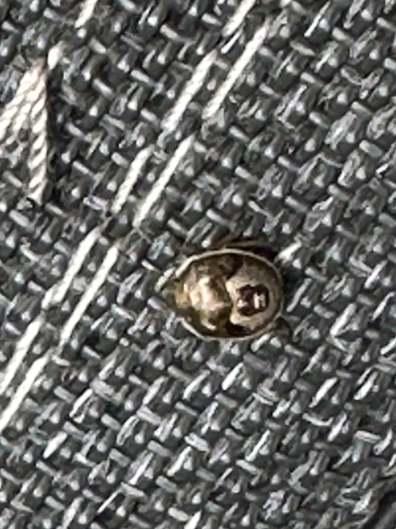 De afbeelding toont een kogelwants zittend op een gestructureerd textieloppervlak.