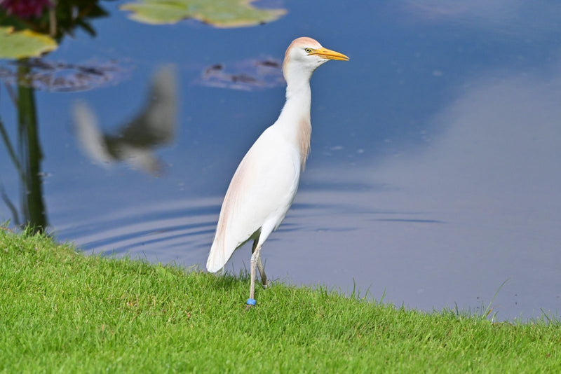 Kuhreiher — Bild 1
