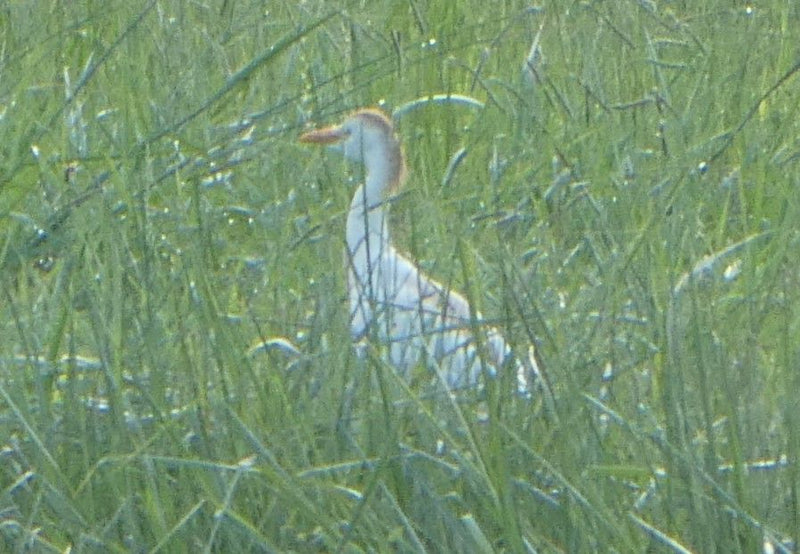 Koereiger — foto 1 van 2