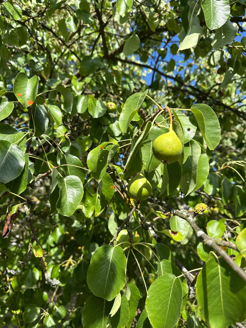 De afbeelding toont onrijpe geteelde peren aan een tak met groene bladeren. De vruchten hangen tussen het bladerdak.