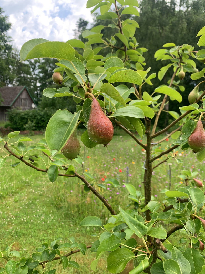 Cultuur peer — Bild 5