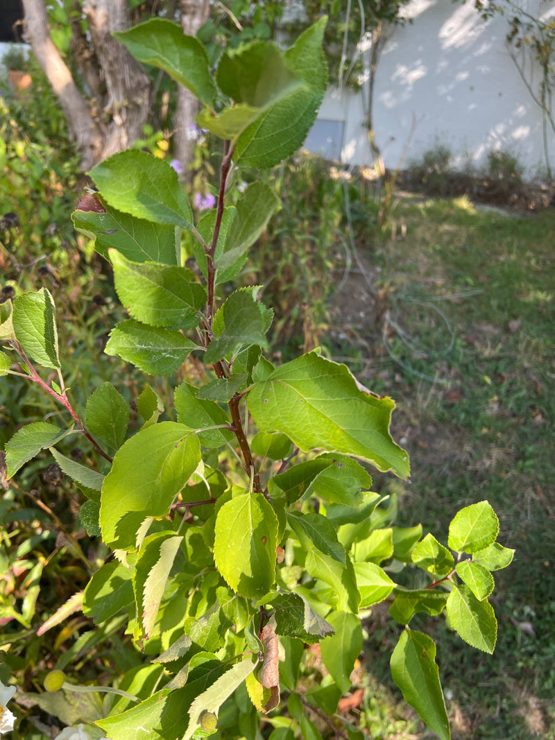 Een jonge scheut van een appelboom met groene bladeren in een tuin.