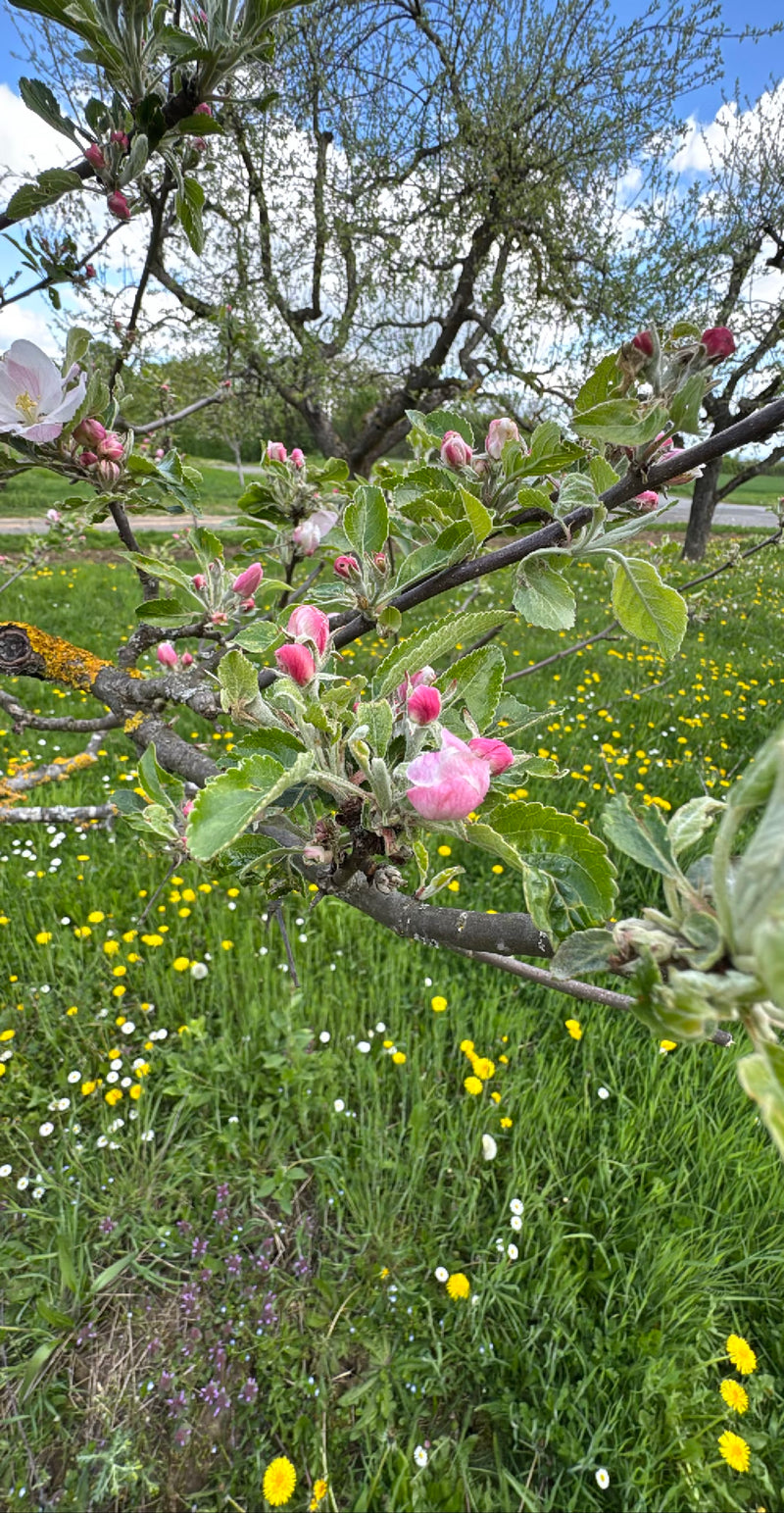 appelboom — Bild 1