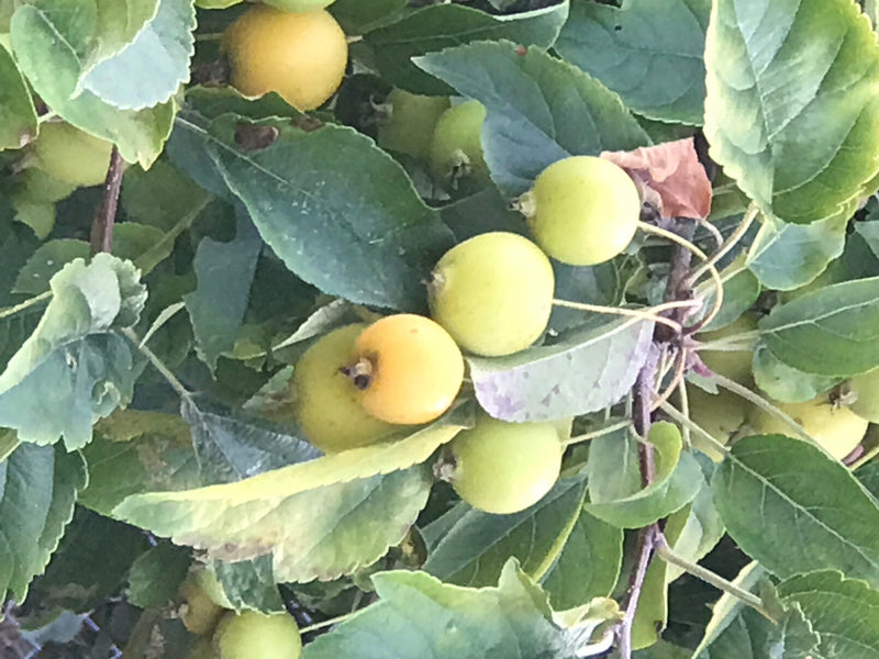 De afbeelding toont onrijpe, geelgroene appels tussen de groene bladeren van een appelboom. De vruchten en bladeren zijn duidelijk op de takken gerangschikt.