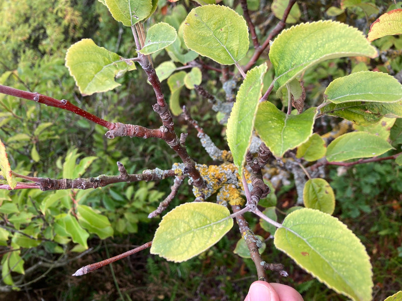 De afbeelding toont de typische takken, knoppen en groene bladeren van een appelboom van bovenaf. De takken vertonen fijn baststructuren.