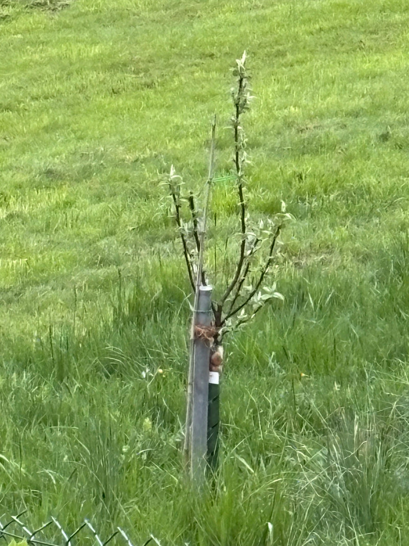 appelboom — Bild 5