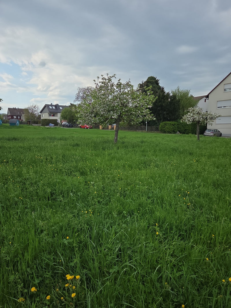 appelboom — Bild 4