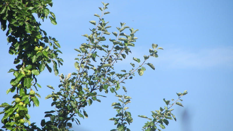 Te zien is een bladerrijke appelboom met groene appels aan de takken. De takken steken af tegen een heldere blauwe lucht.
