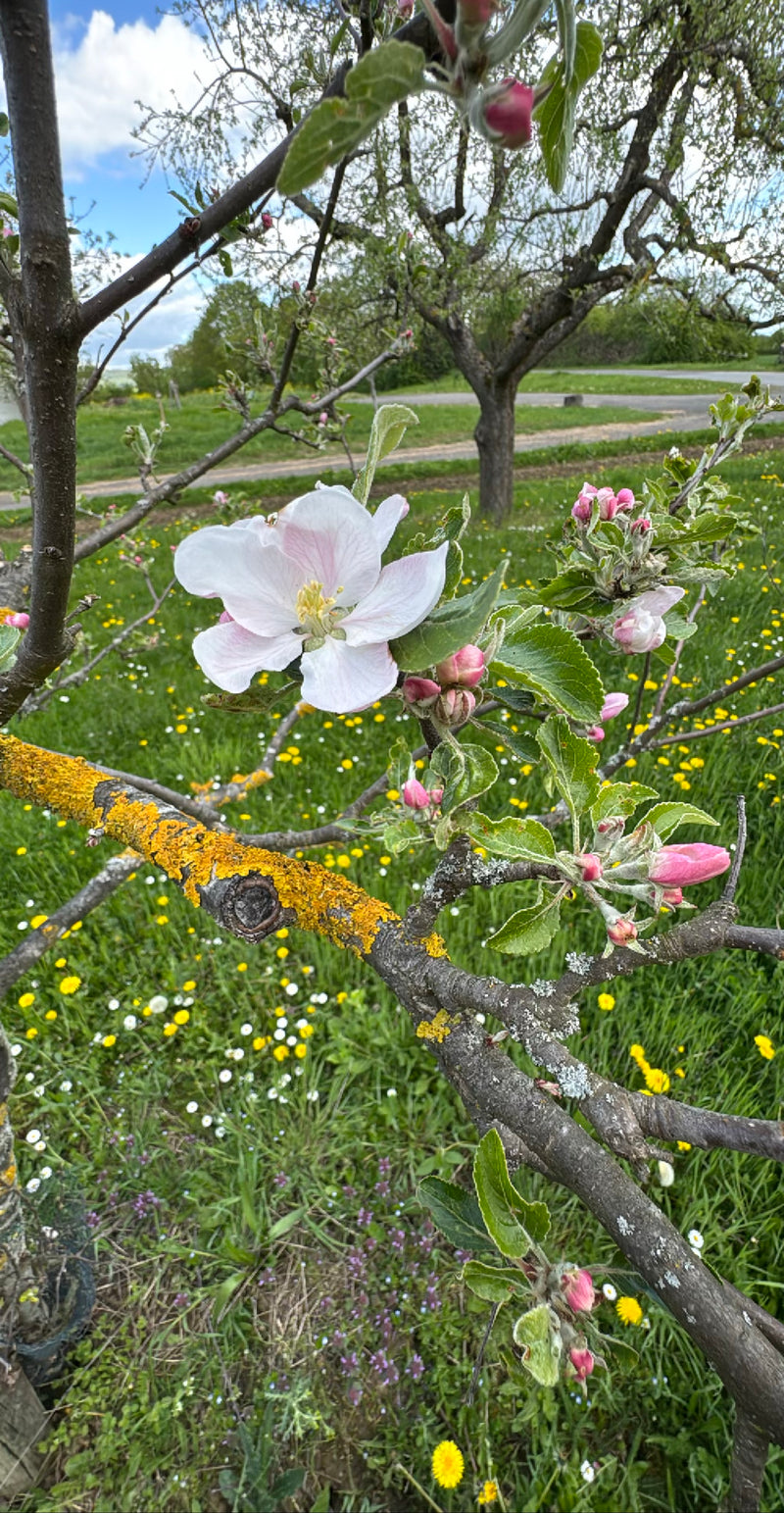 appelboom — Bild 2