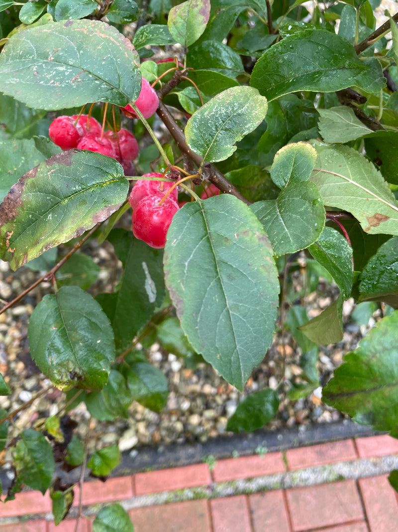 Tak van een appelboom met groene bladeren en meerdere kleine, felrode vruchten.