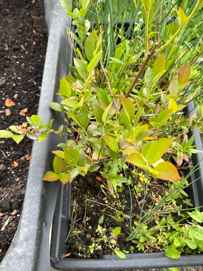 De afbeelding toont een jonge blauwe bes met groene en licht roodachtige bladeren. De plant groeit in een zwarte plantenbak.