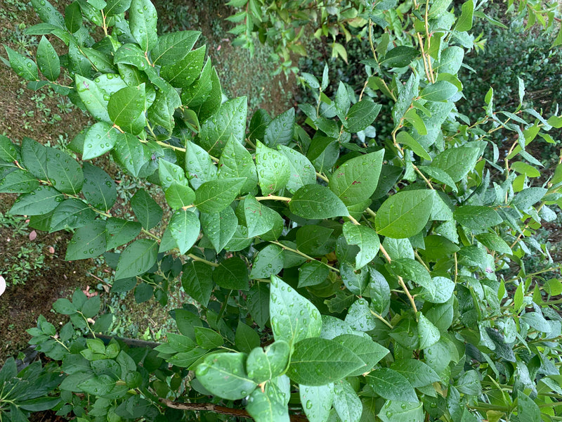 Te zien is een dichte tak van de Amerikaanse bosbes met talrijke groene bladeren bedekt met waterdruppels. De opname toont de plant van dichtbij van bovenaf.