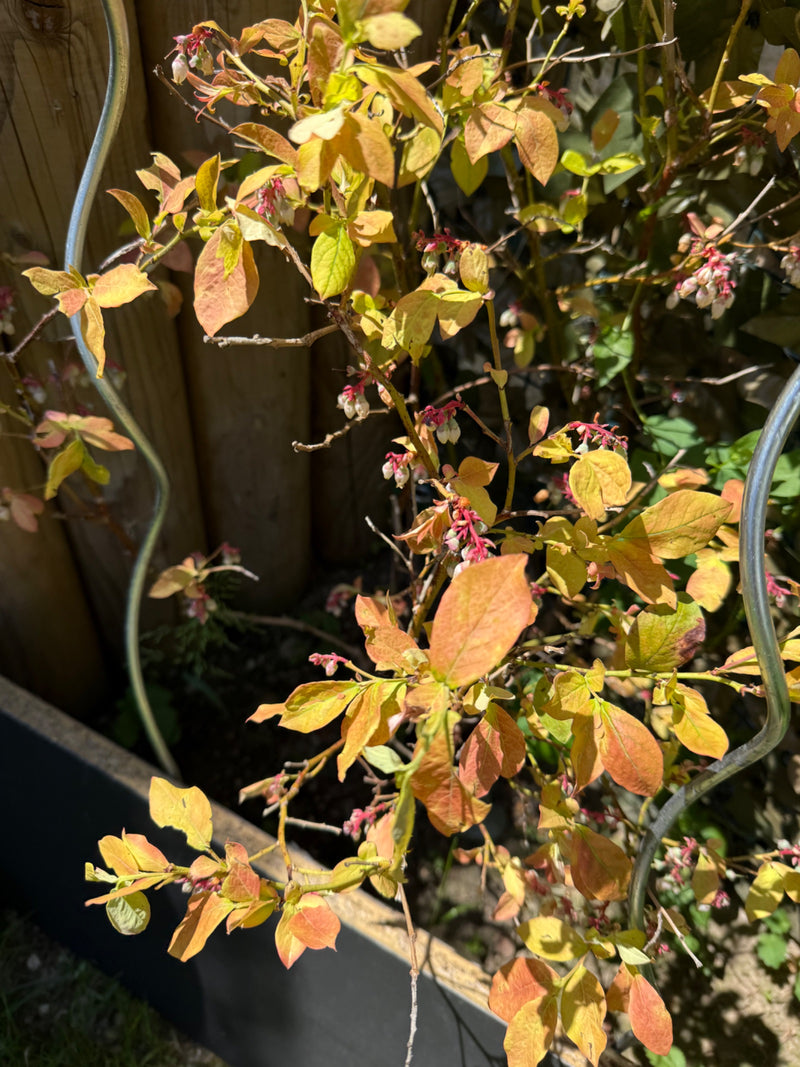 Te zien is een geteelde bosbes met gelig-roodachtige bladeren en kleine knoppen in een tuinbed bij een steun.