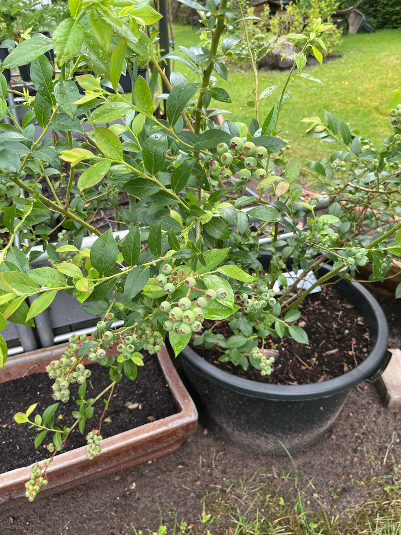 De afbeelding toont een cultuurblauwebessenstruik in een zwarte plantenbak. De struik draagt talrijke groenachtige, onrijpe bessen en groene bladeren.