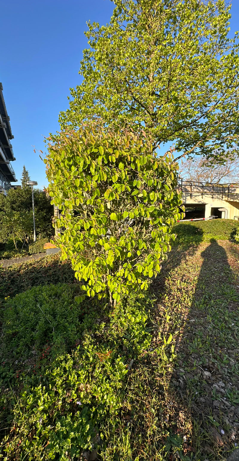 Te zien is een middelgrote struik van het boerenzakje met groen looi in het zonlicht. De plant staat in een stedelijk groenvoorziening.