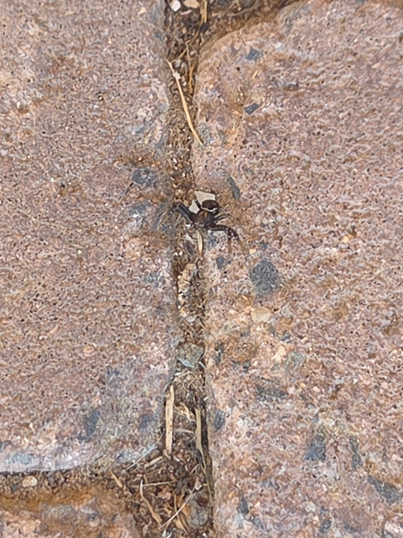 Koperen zonspringende spin — Bild 2