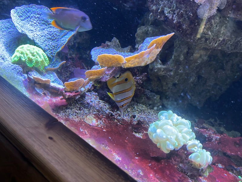Kupferstreifen-Pinzettfisch — foto 2 van 2