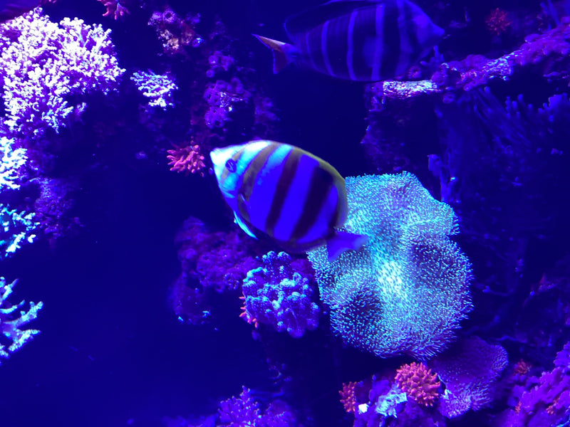 Kupferstreifen-Pinzettfisch — foto 1 van 2
