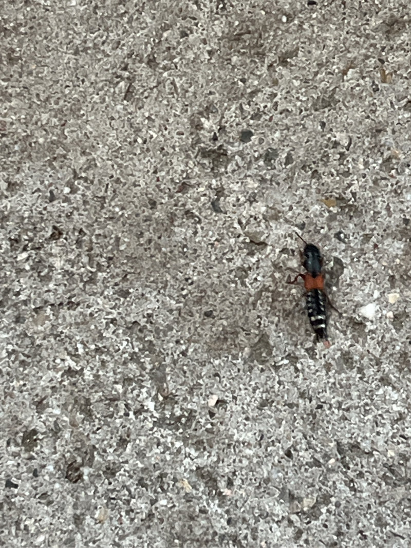 Kortvleugelige kever — foto 1 van 15