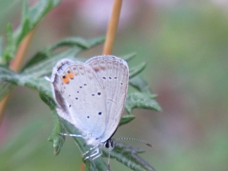 Blauwvintonijn met korte staart — Bild 2