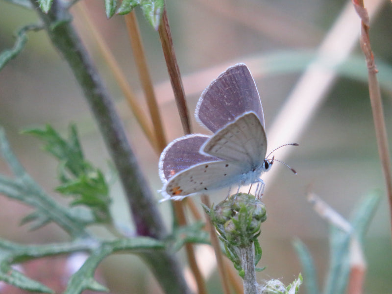 Blauwvintonijn met korte staart — Bild 1