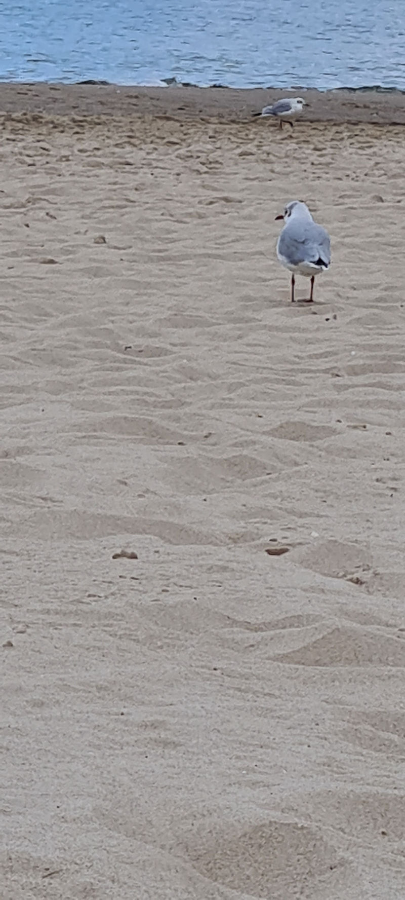 Een kokmeeuw staat op een zandstrand nabij het water, met een andere meeuw zichtbaar op de achtergrond.