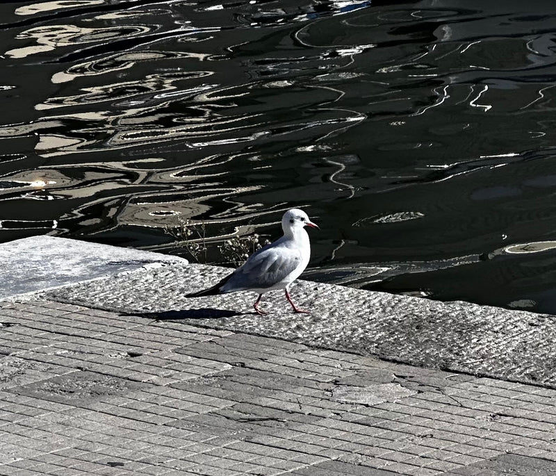 Een kokmeeuw in winterkleed loopt over een geplaveide kade langs donker water.