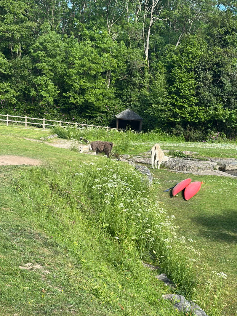 Lama — Bild 4