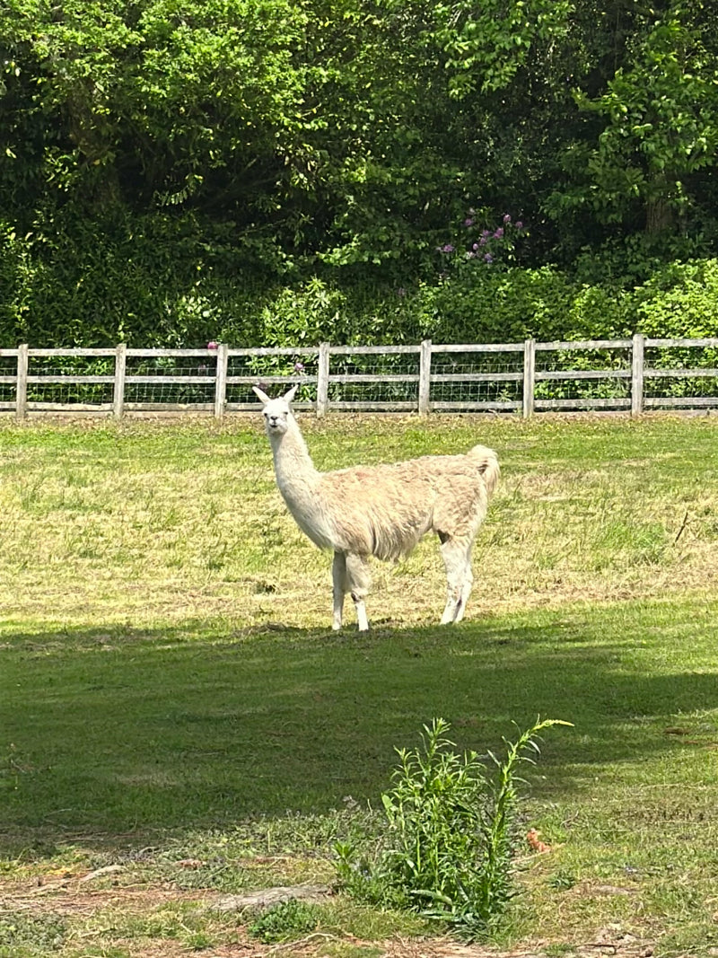 Lama — Bild 1