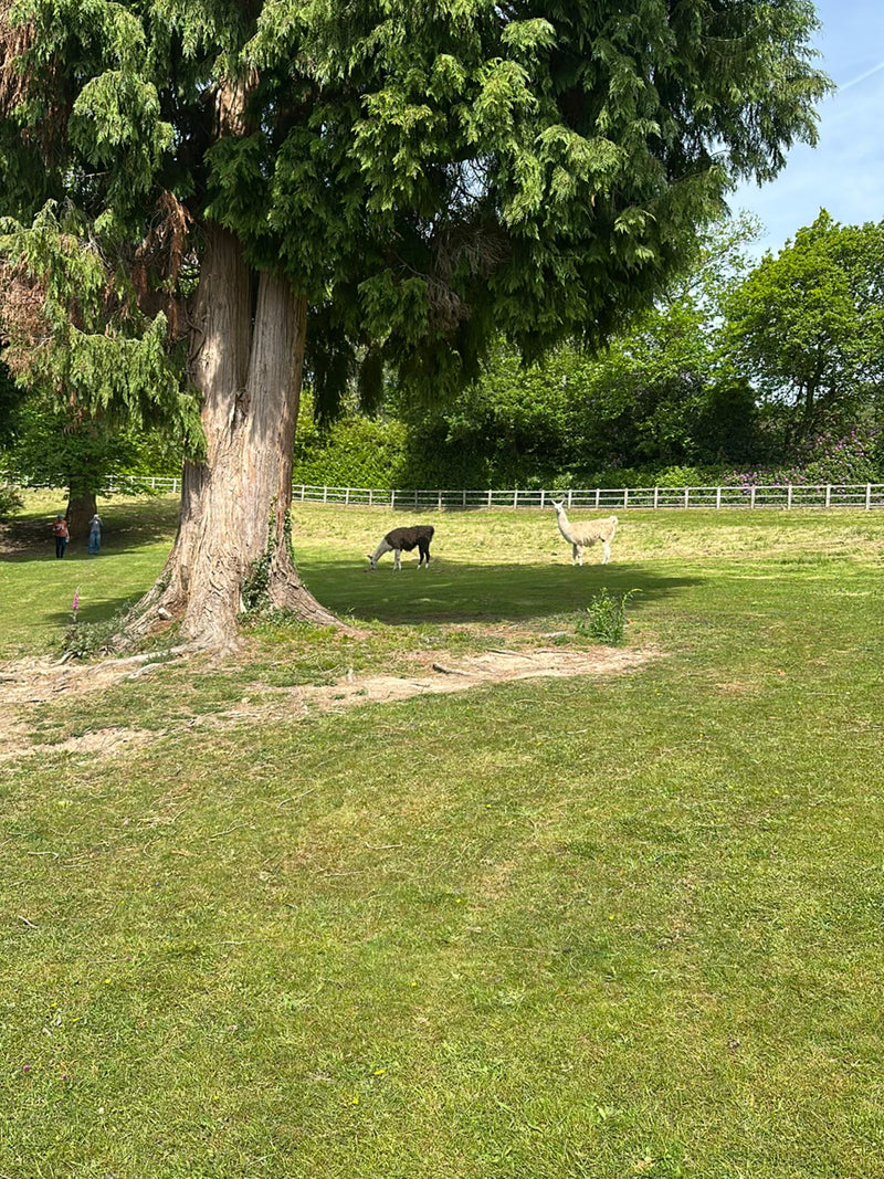 Lama — Bild 2