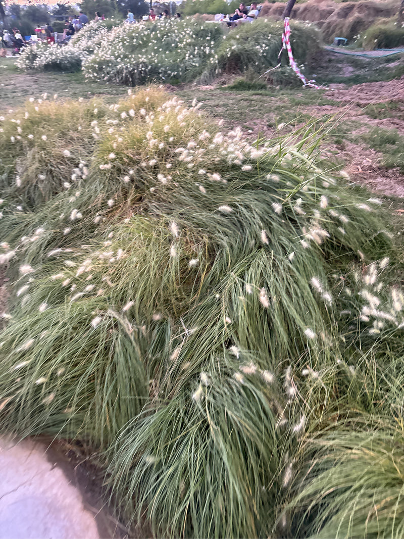 Pennisetum-gras — Bild 1