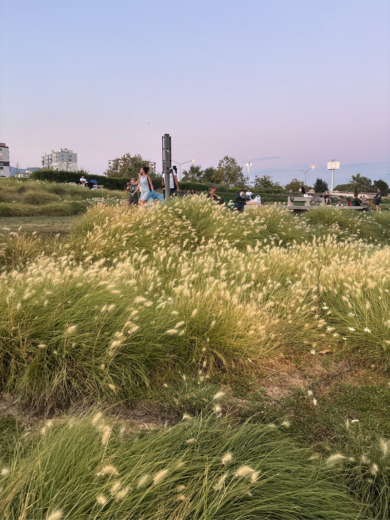 Pennisetum-gras — Bild 2
