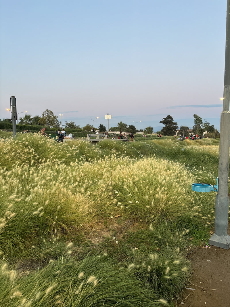 Pennisetum-gras — Bild 3