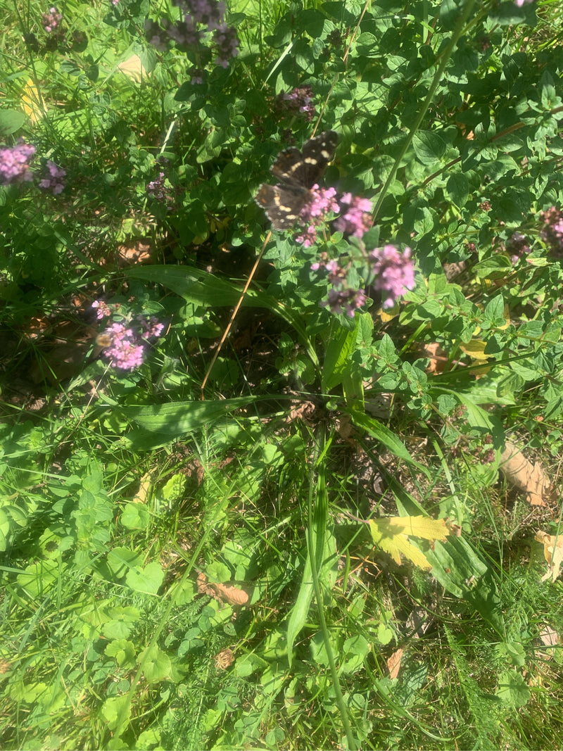 Kaart (rups) — foto 3 van 14