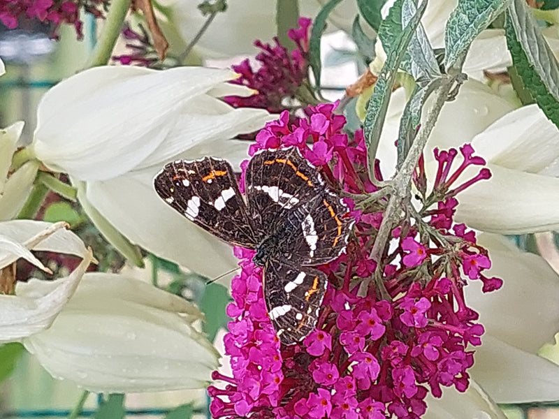Kaart (rups) — foto 4 van 14