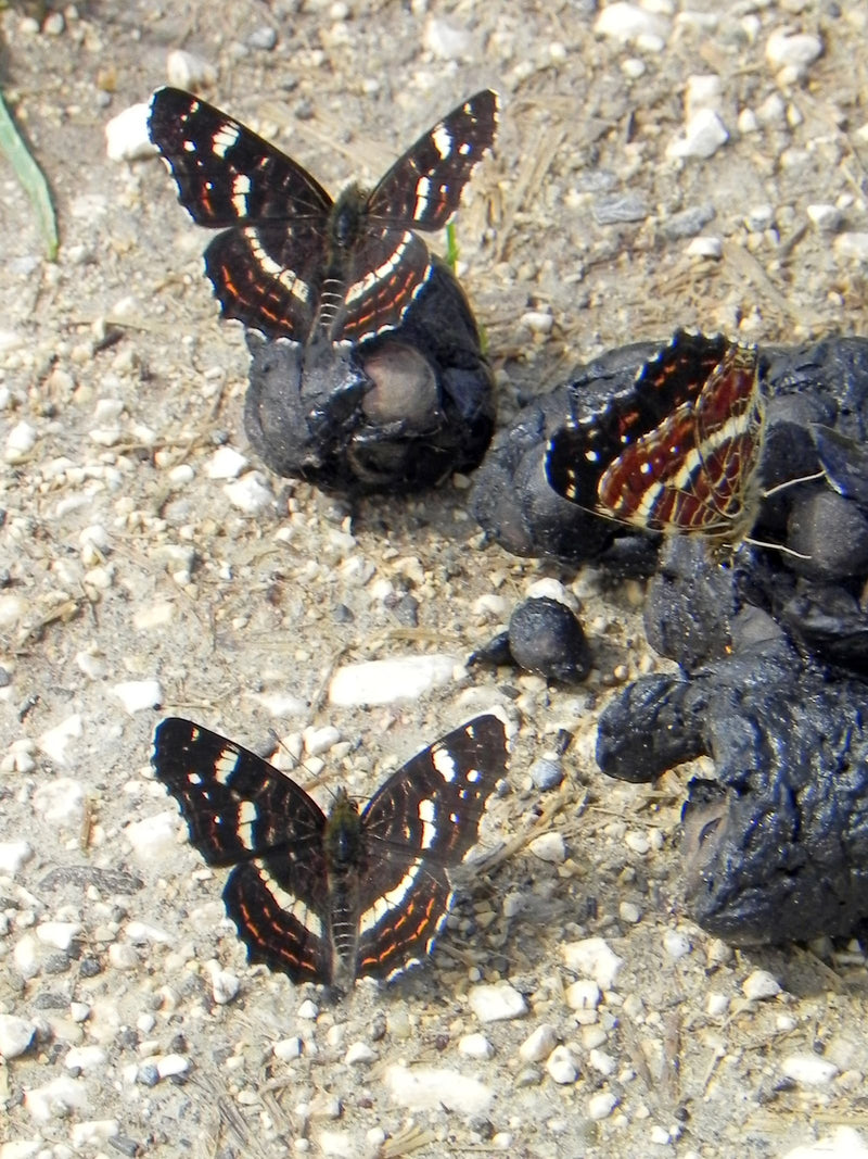 Kaart (rups) — foto 5 van 14