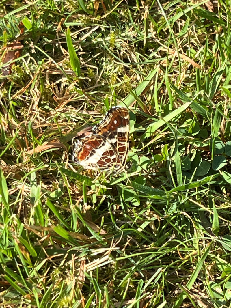Kaart (rups) — foto 1 van 14