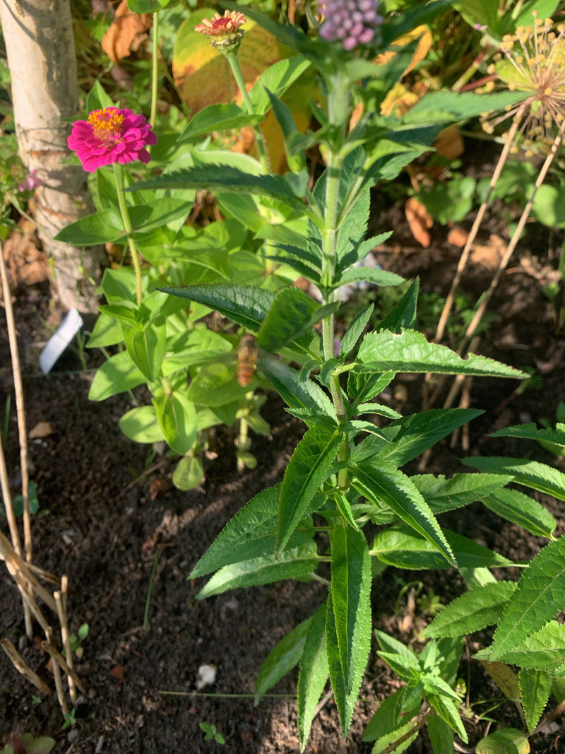 Langbladige ereprijs — Bild 3