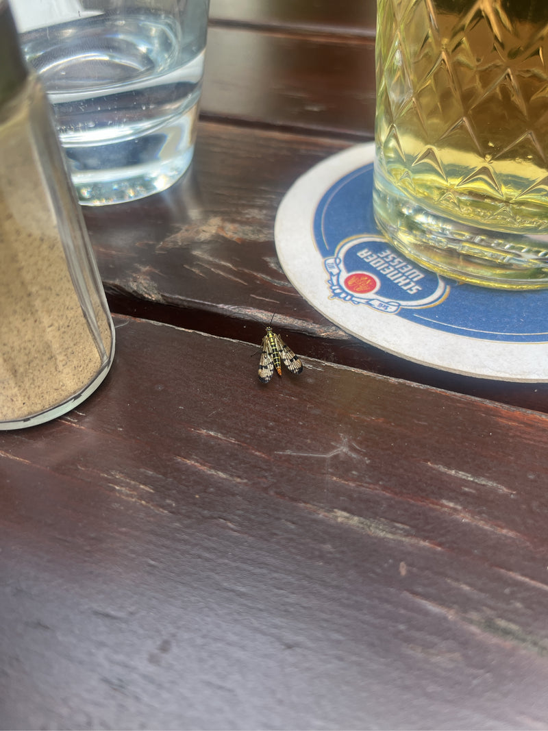 Langhoornvlinder — Bild 2