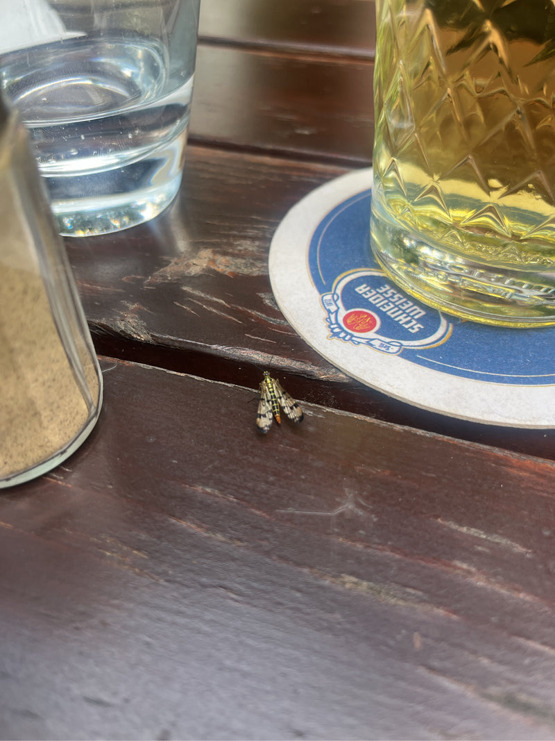 Langhoornvlinder — Bild 1